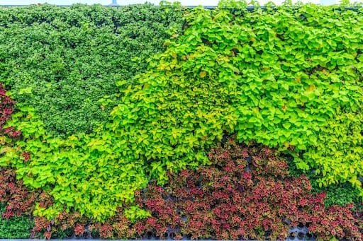 How Vertical Gardens Can Boost Curb Appeal and Property Value