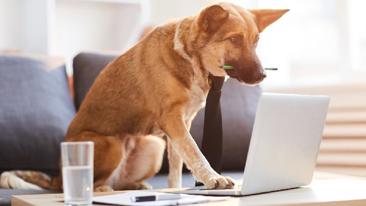 Puppy Tech: Gadgets Your Dog Actually Needs & Loves!