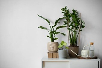 Indoor Gardening for Stress Relief: Tools and Materials That Help